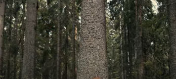 Jak kácet strom
